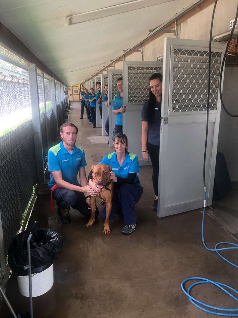 Last dog left in RSPCA NSW shelter