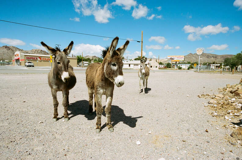 Burros walk through downtown Beatty