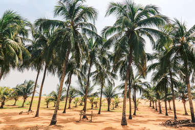 Palm trees on a Lome beach