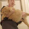 36-Pound Cat Finds A Mom Who Just Gets Him