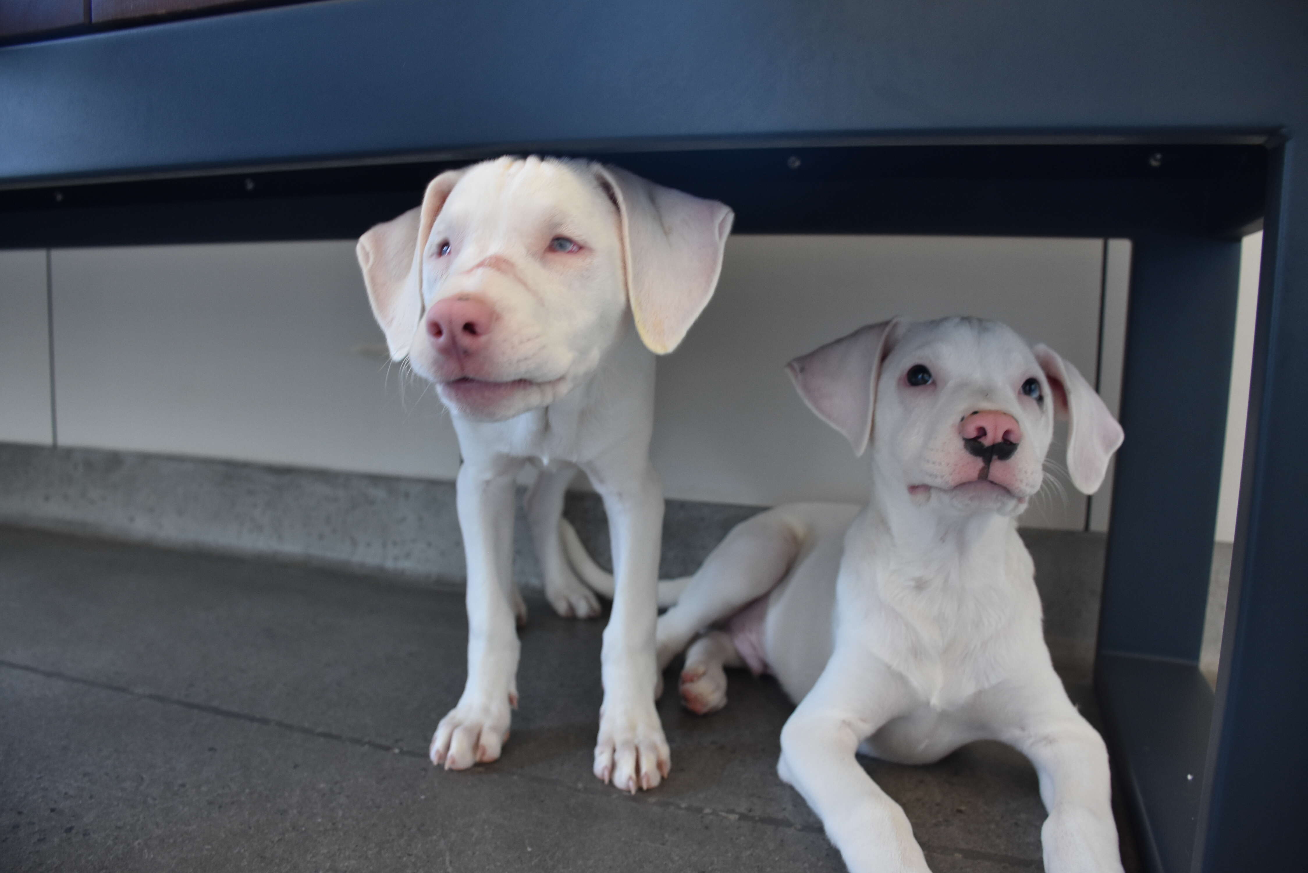 Star the blind puppy and her brother Denver relax