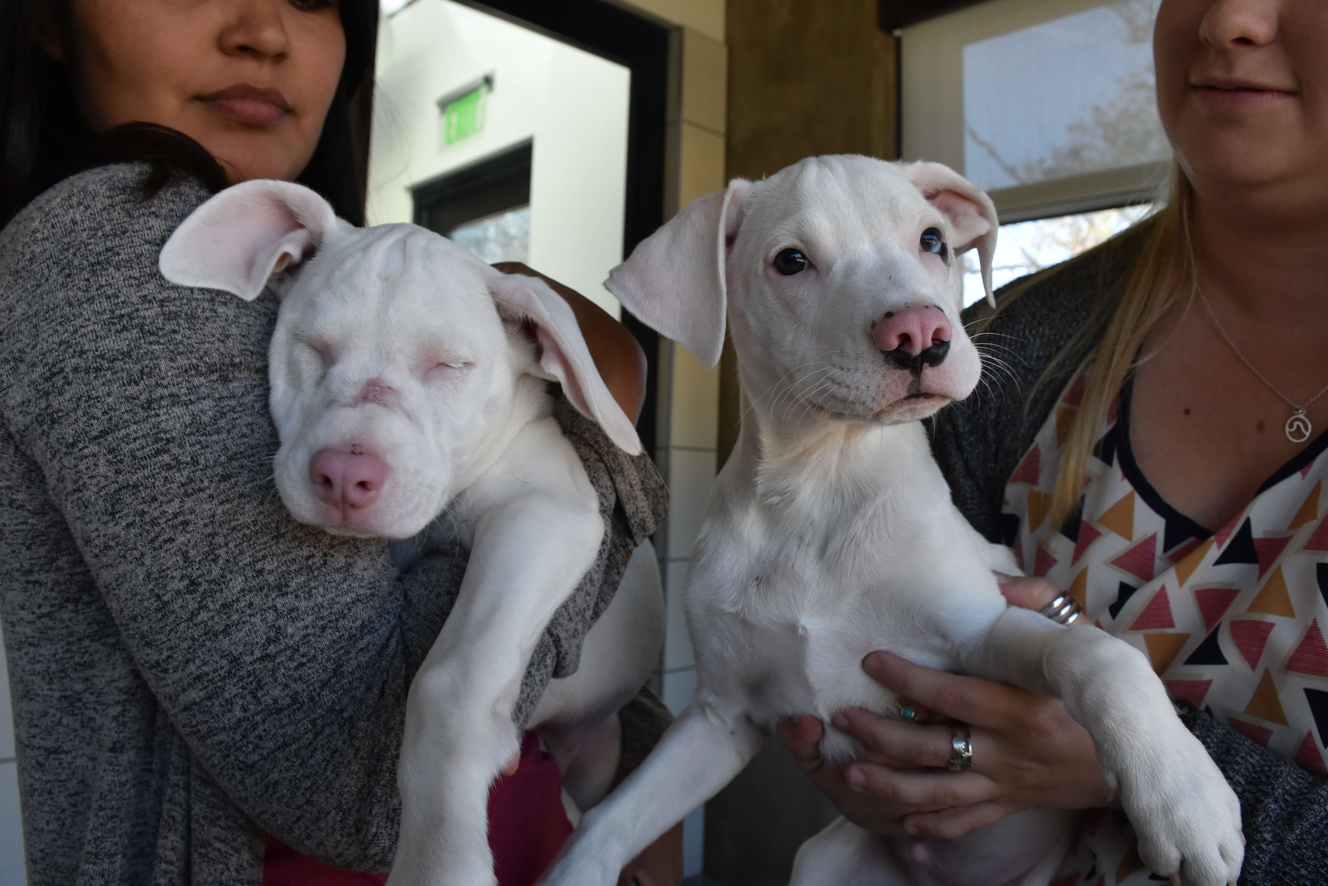 Seeing eye puppy snuggles with his blind sister