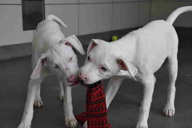 Blind puppy plays with her seeing eye dog