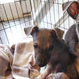 Hairless Shepherd Puppies Are Ready For Adoption