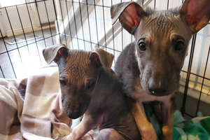 Hairless Shepherd Puppies Are Ready For Adoption