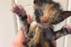 Half-Pound Emaciated Kittens Grow Up To Be The Feistiest Cats