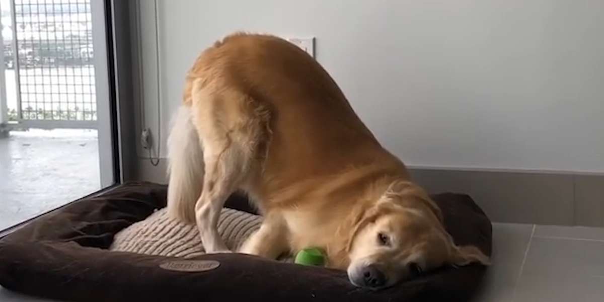 Golden Retriever Gets Bamboozled - Videos - The Dodo