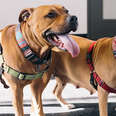 Bonded Pitties Need A Home With Enough Love For Both Of Them