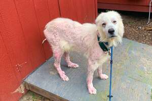 Hairless Great Pyrenees Turns Into A Fluffball