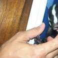 Baby Rescue Badger Grows Up Wrestling With Her Favorite Dog