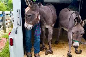 Donkey With Overgrown Hooves Runs Free For The First Time