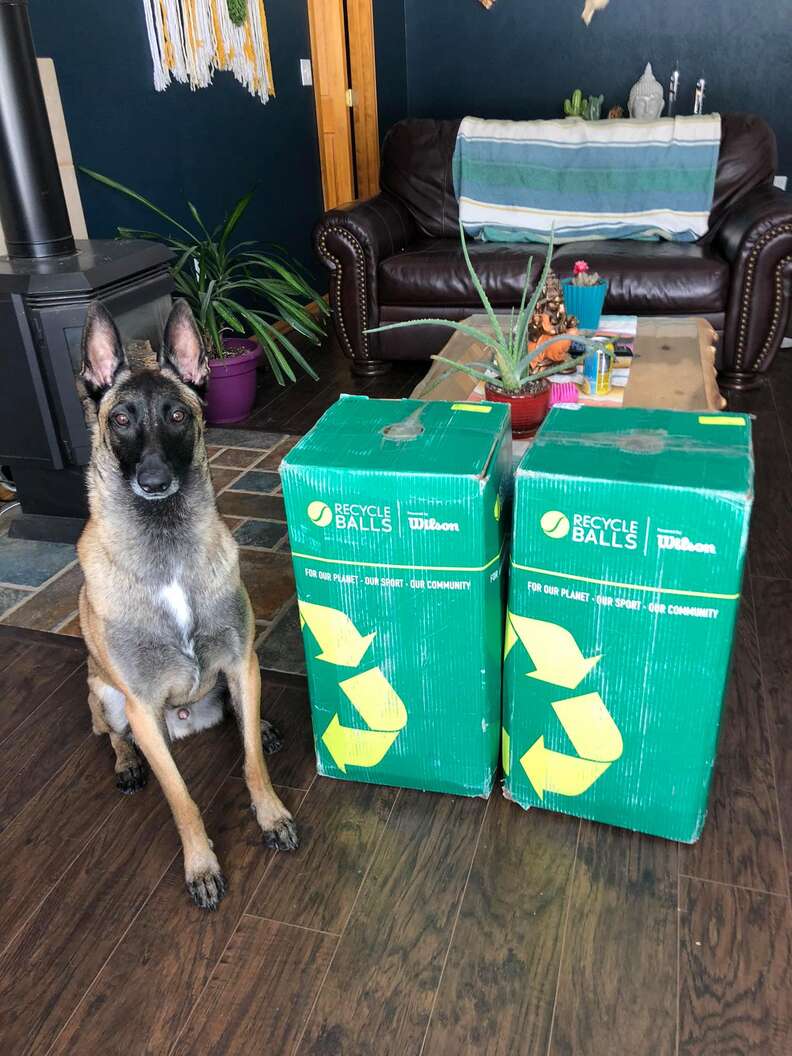 Dog gets 400 tennis balls for his birthday