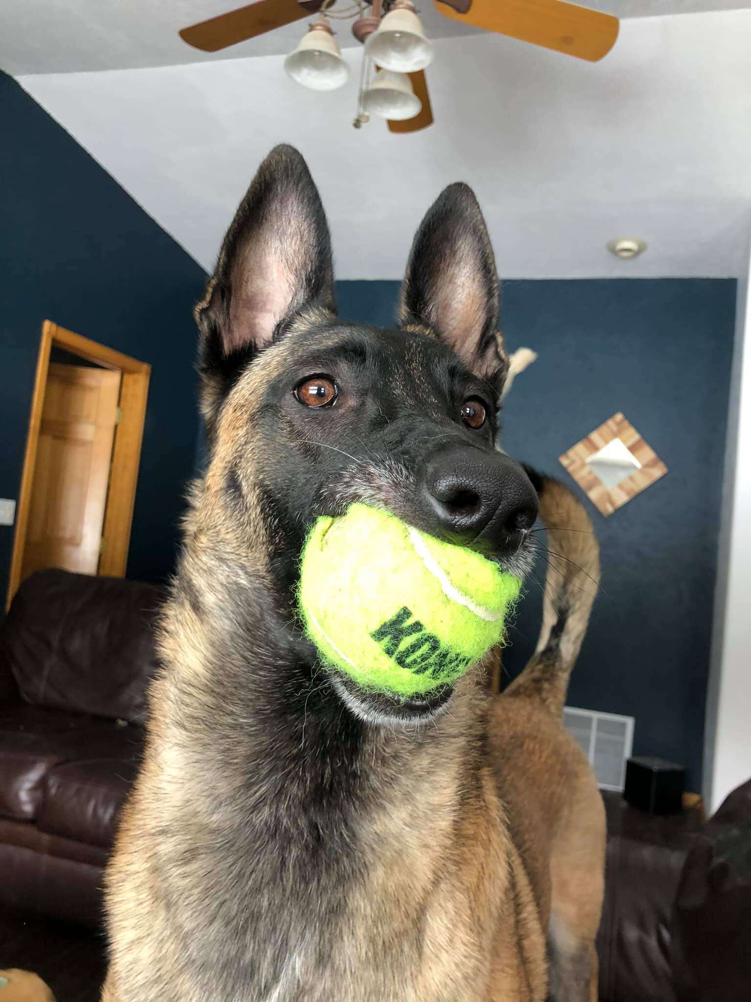 Dog plays with 400 tennis balls