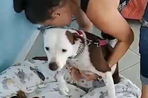 Dog Too Scared To Walk Outside Learns How To Trust