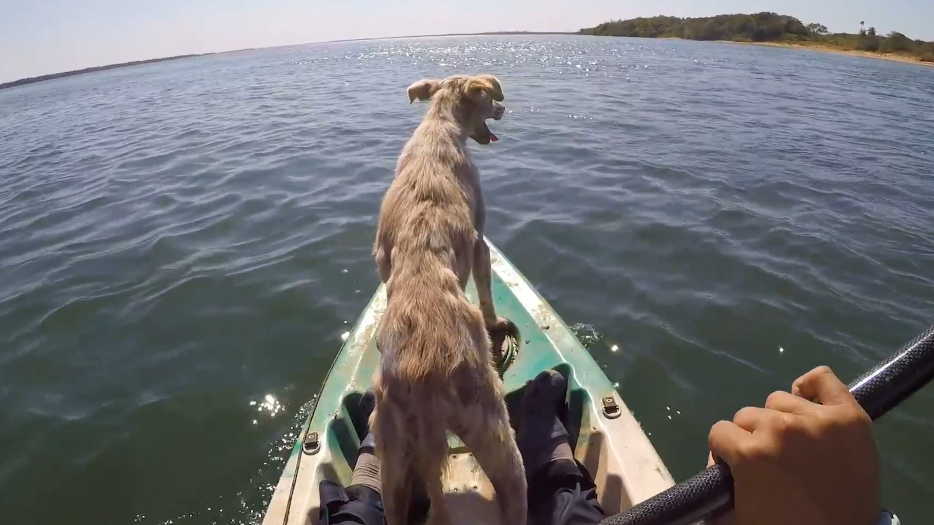Abandoned Dog Keeps Thanking The Guy Who Rescued Him - Videos - The Dodo