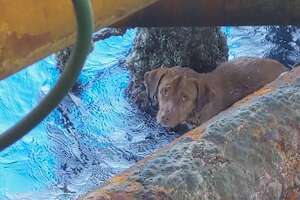 Guy Saves A Dog 135 Miles Offshore