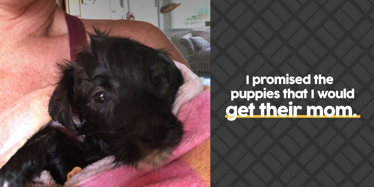 Woman Is Determined To Reunite Stray Dog With Her Puppies Videos