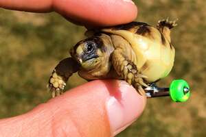 Guy Gets His Tiny, Deformed Tortoise Wheels To Help Him Walk