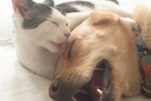 Dog Loves To Be Groomed By Her Cat Brother