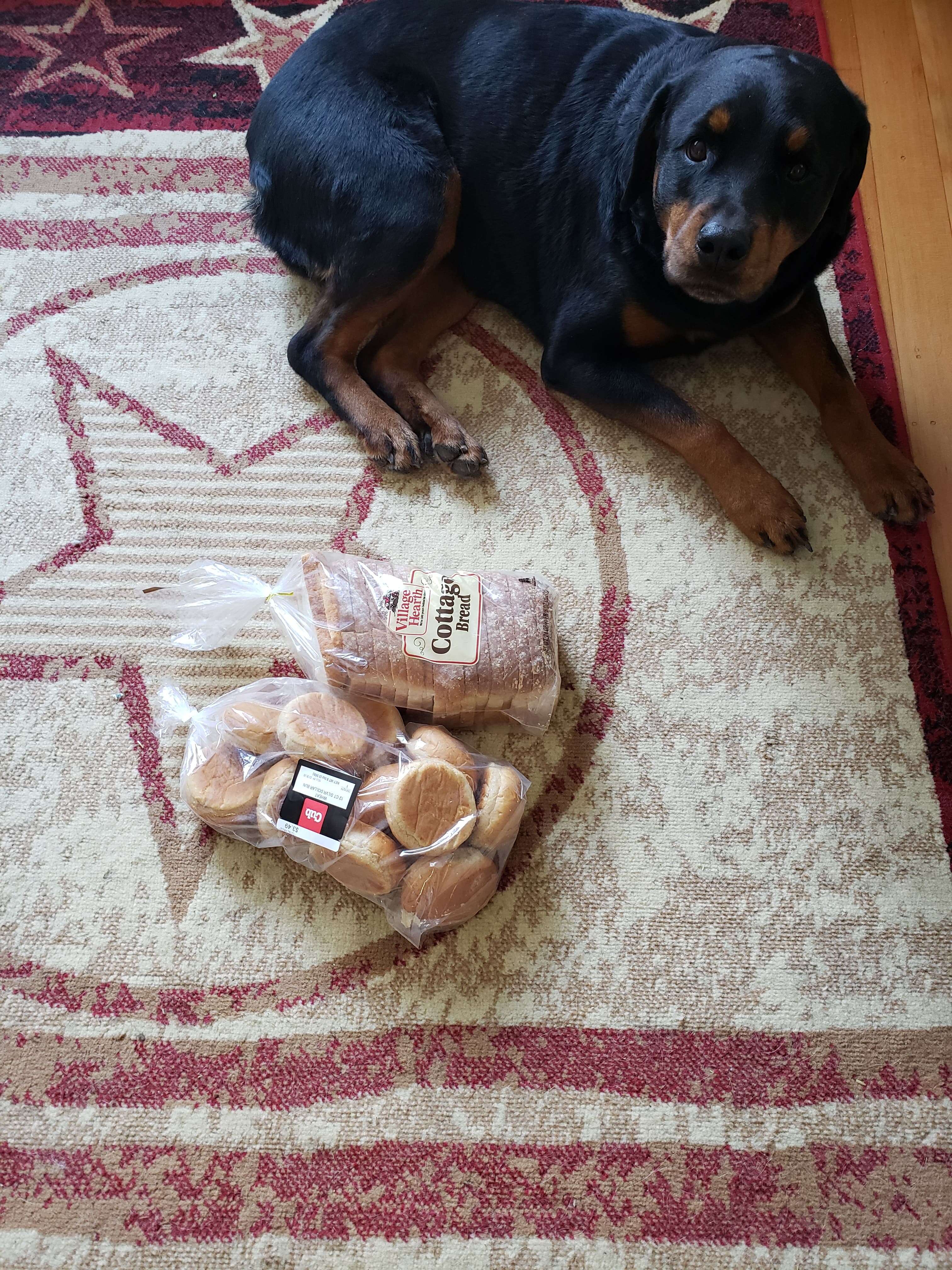 Jakey the dog hides and protects the bread