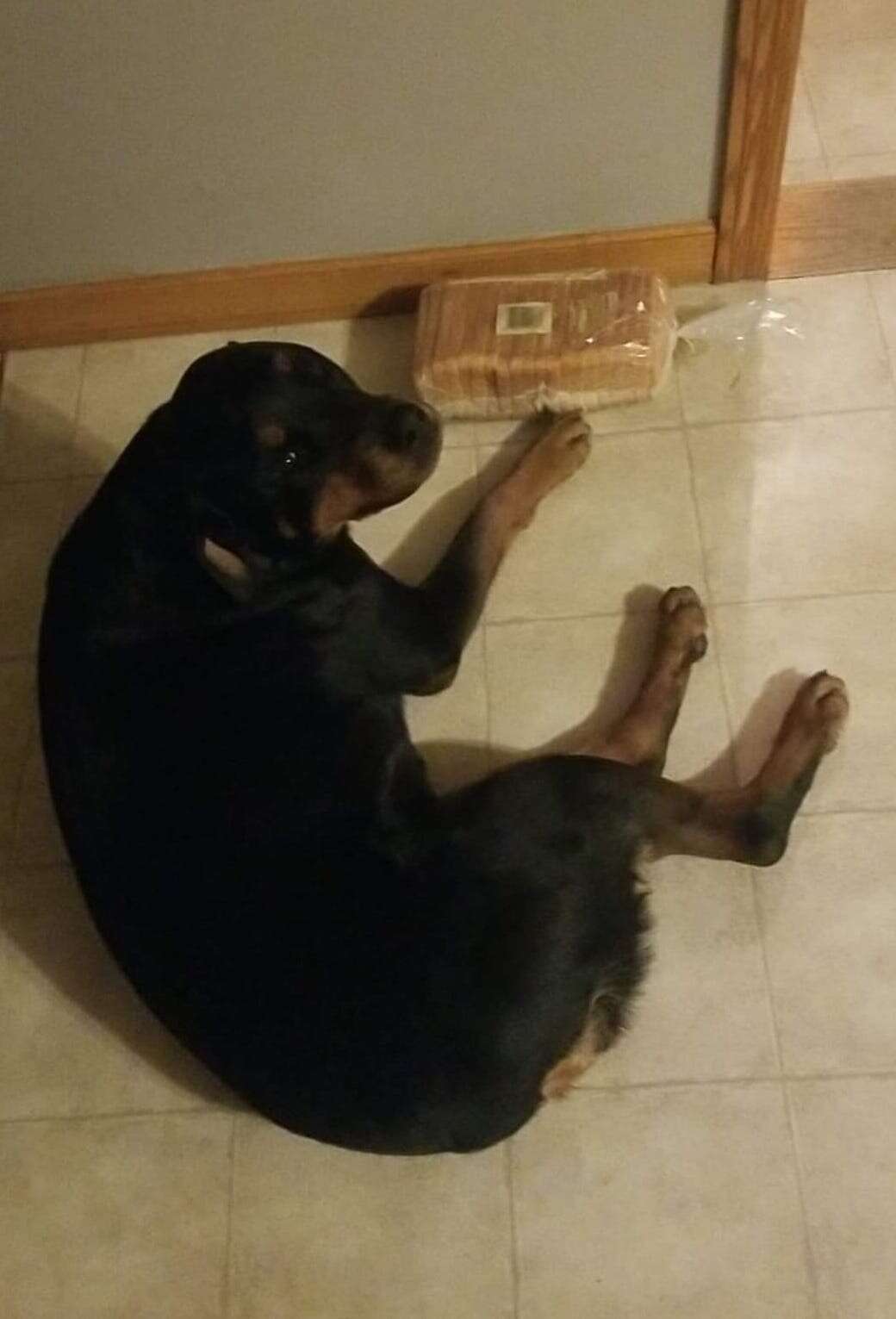 Dog guards bread