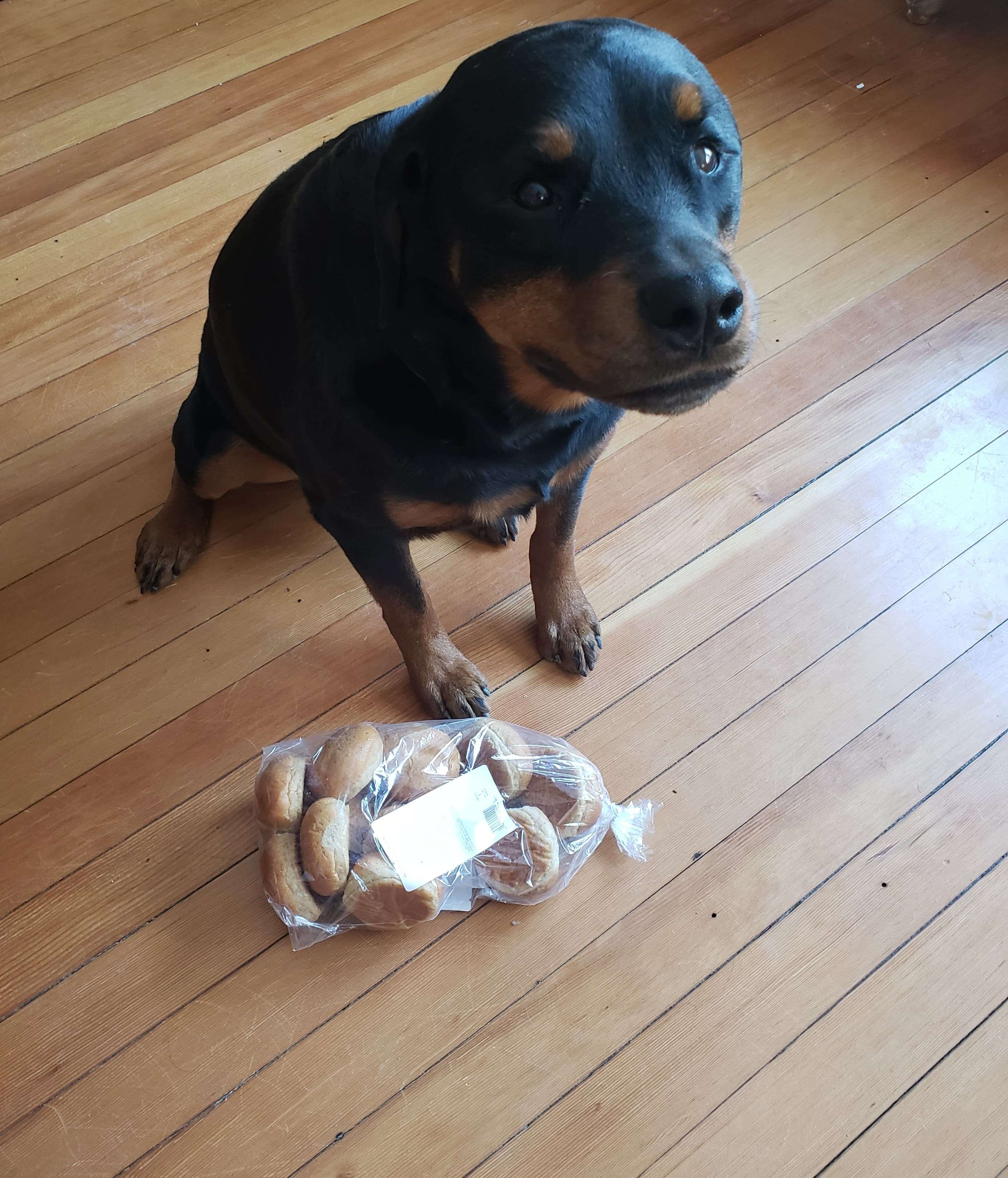 Rottweiler protects bread while mom's away