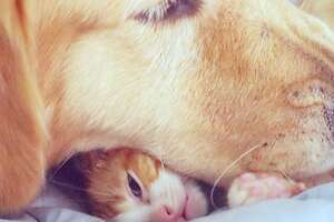 Dog's Loved His Kitten Since The Moment They Met