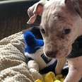 Adopt This Once-In-A-Lifetime Dog