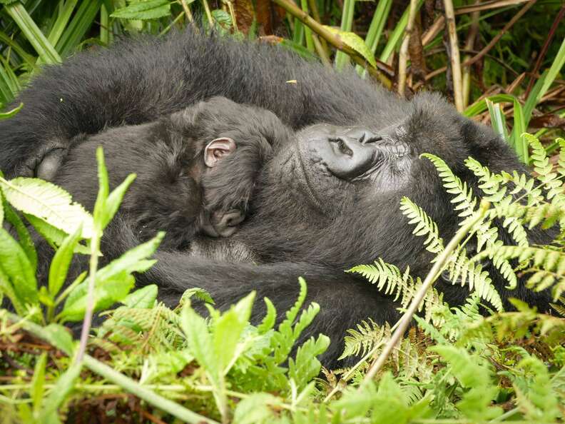 Mountain gorilla Gutangara relaxes with her baby