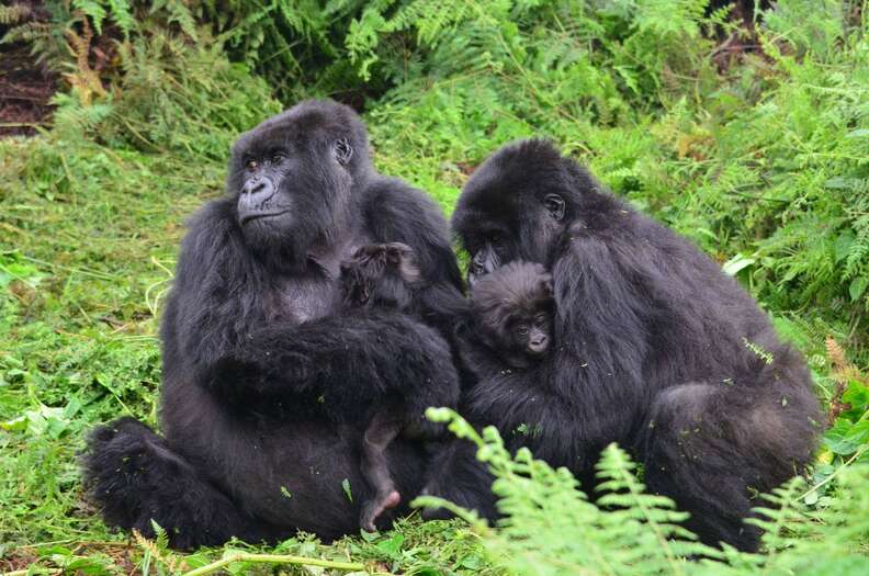 Mountain gorillas nurse their babies