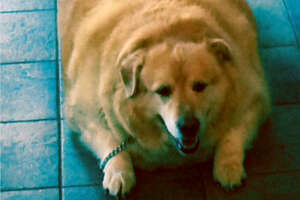 Dog Who Weighed 173 Pounds Is Nothing Like His Old Self