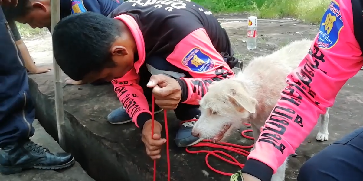 Mother Dog Needs Someone To Save Her Puppies - Videos - The Dodo
