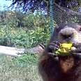 Guy Catches Adorable Groundhog Eating His Veggie Garden