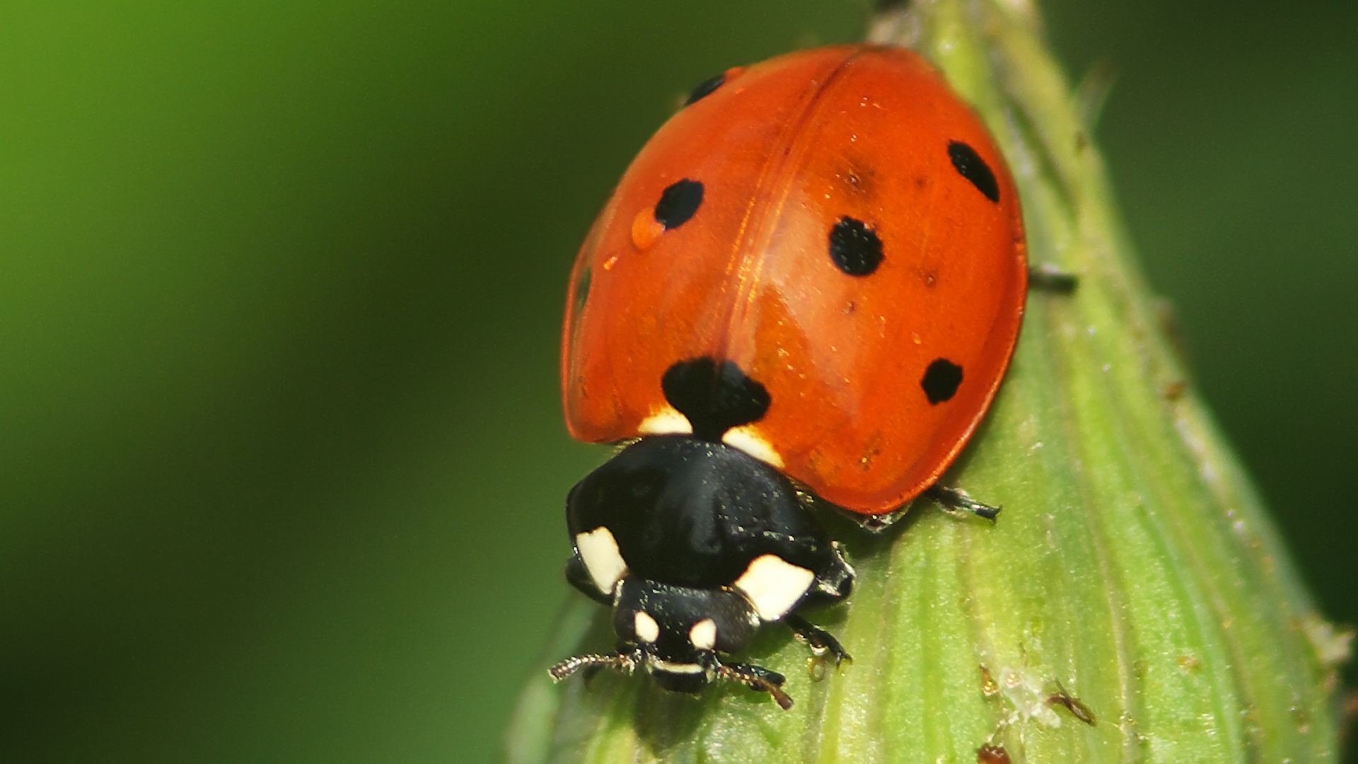 The Stunning Life Cycle Of A Ladybug - Videos - The Dodo