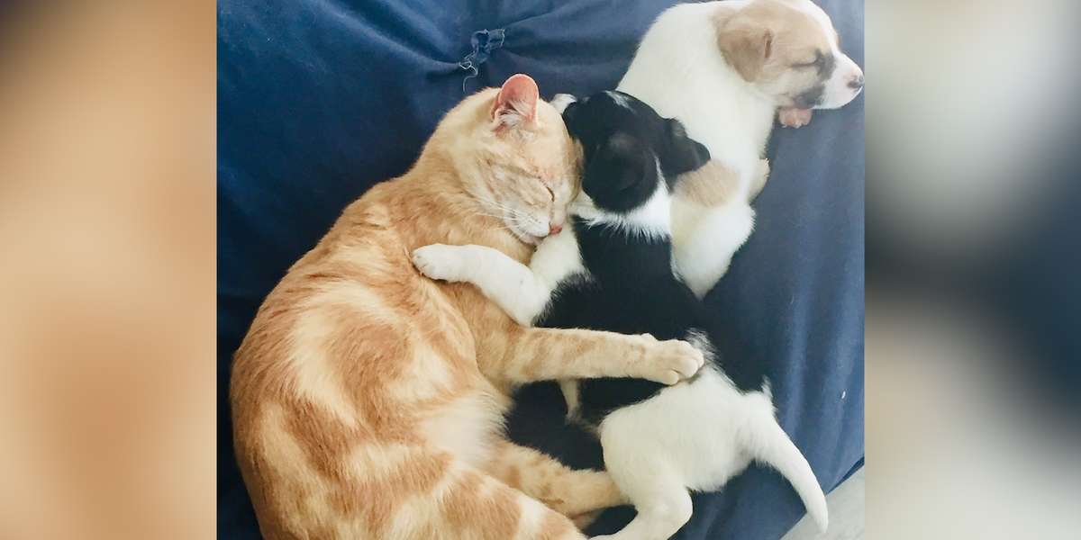 Heartbroken Cat Nurses Litter Of Puppies Videos The Dodo