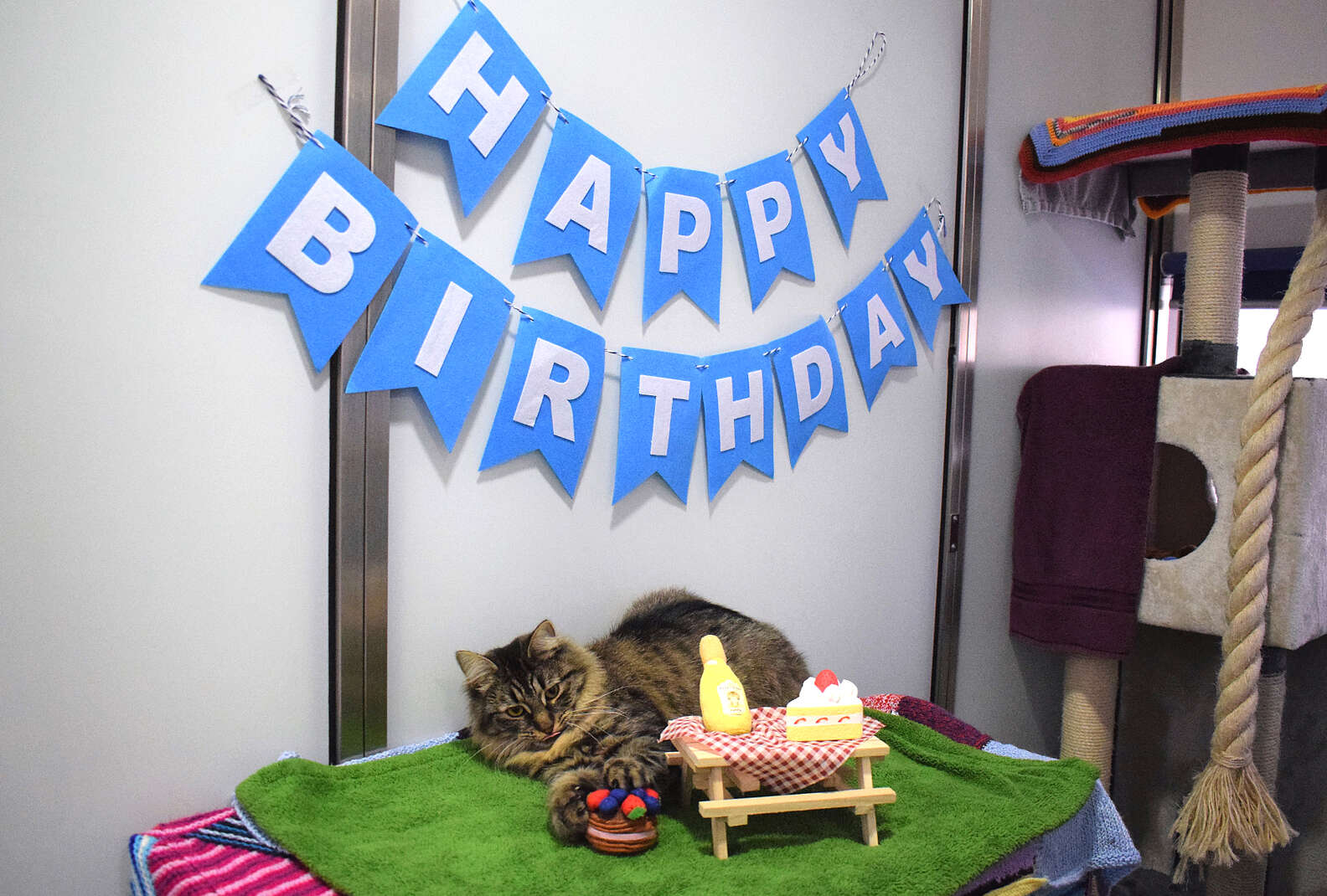 Shelter Cat Had A Birthday Party But No One Came The Dodo