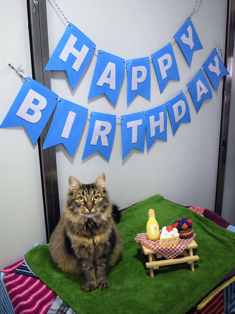 cat birthday party