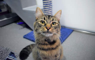 Shelter Cat Had A Birthday Party But No One Came The Dodo