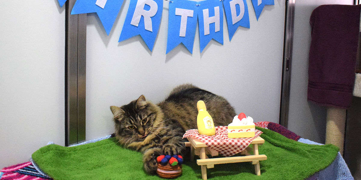 Shelter Cat Had A Birthday Party But No One Came - The Dodo