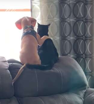 Dog puts his arm around cat friend