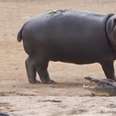 Young Hippo Can't Stop Teasing Crocodile