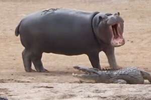 Young Hippo Can't Stop Teasing Crocodile
