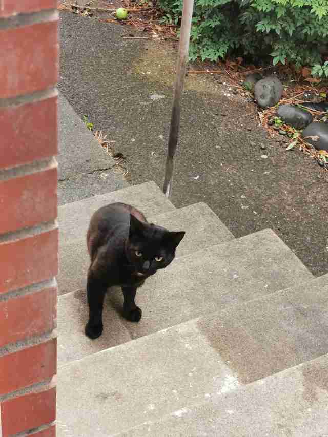 cat sneaks into car