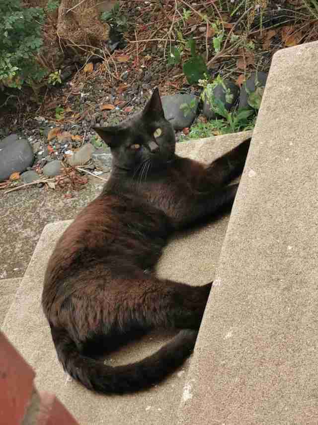 cat sneaks into car