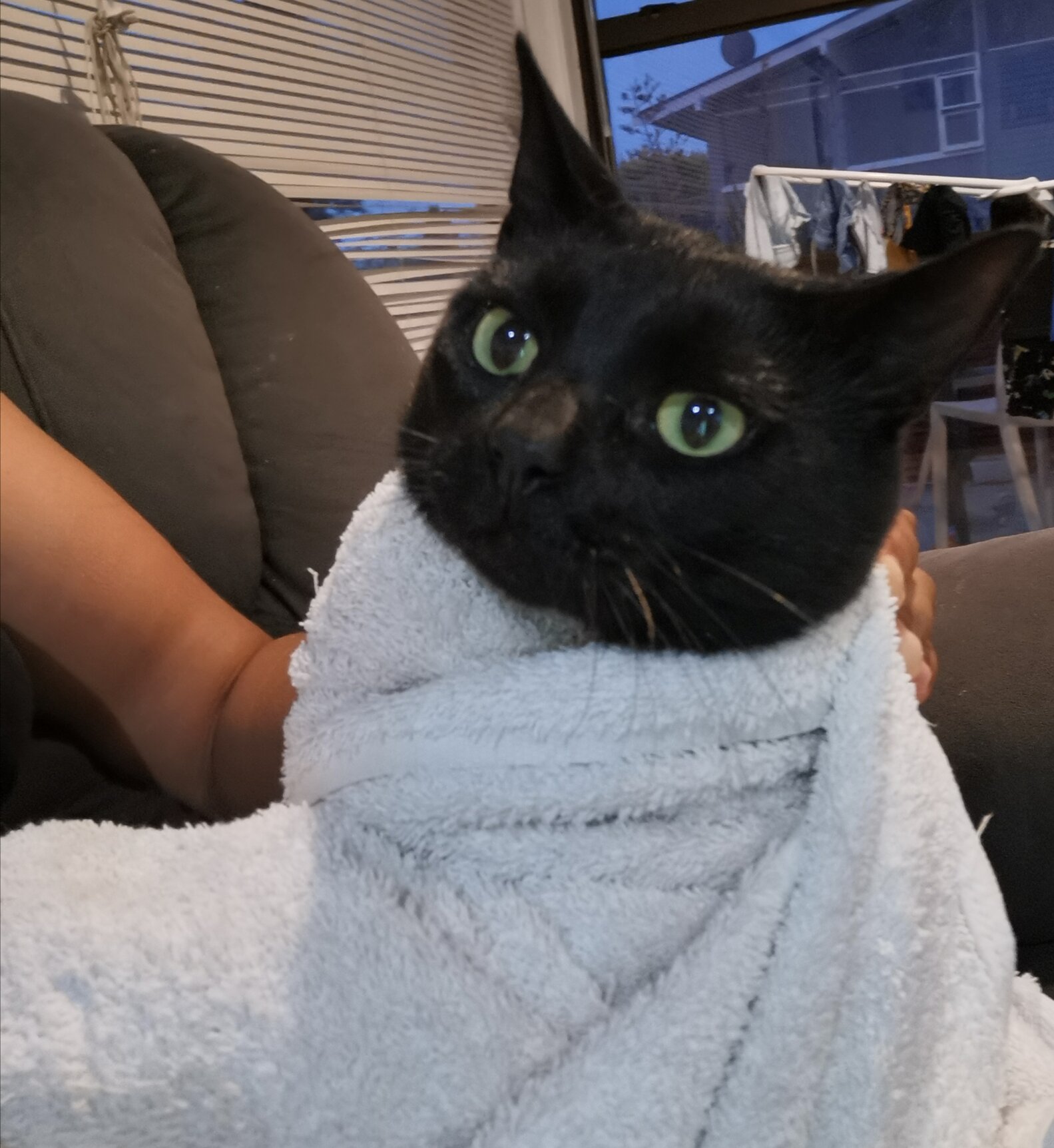 Cat Sneaks Into Car And Surprises Family The Dodo