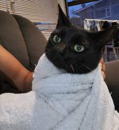 cat sneaks into car