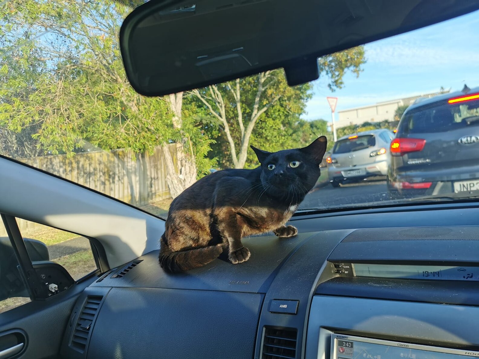 Cat Sneaks Into Car And Surprises Family The Dodo