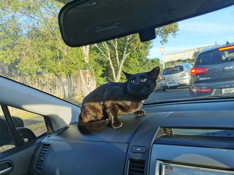 cat sneaks into car