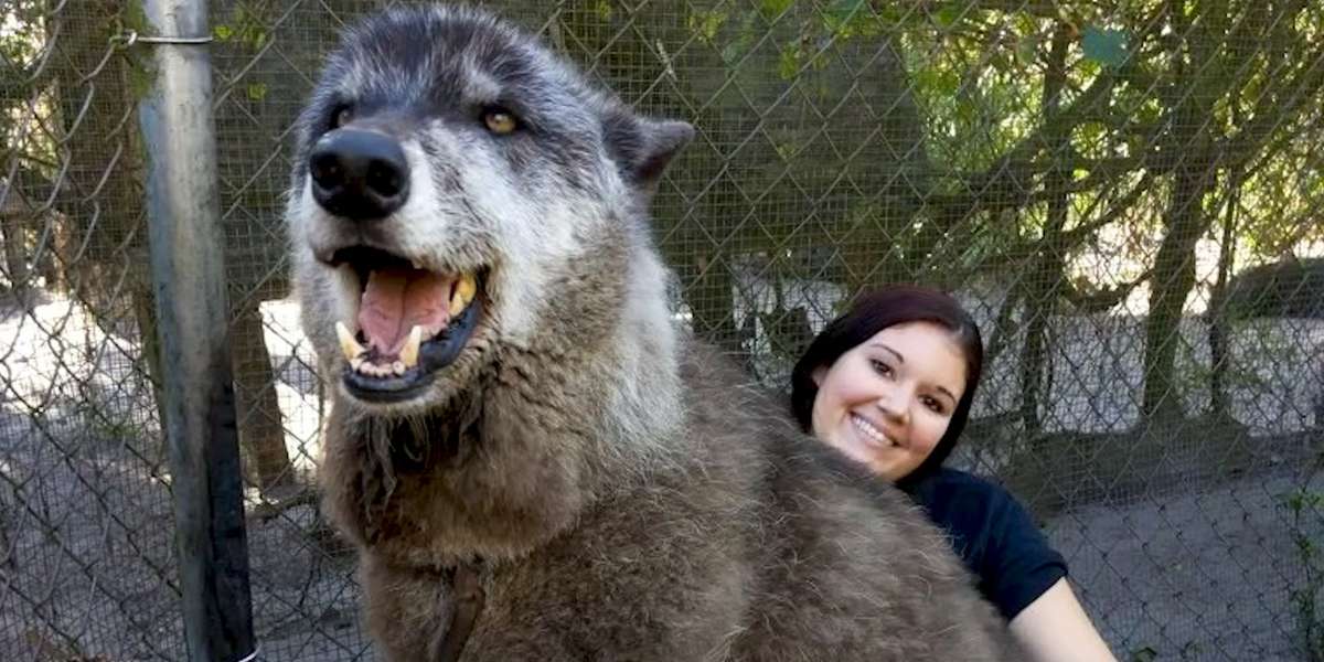 Wolf Dog Who Growls At Everyone Else Snuggles With His Best Friend ...