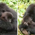 Gorilla Acts As Babysitter For A Mom Who Needs Some Alone Time